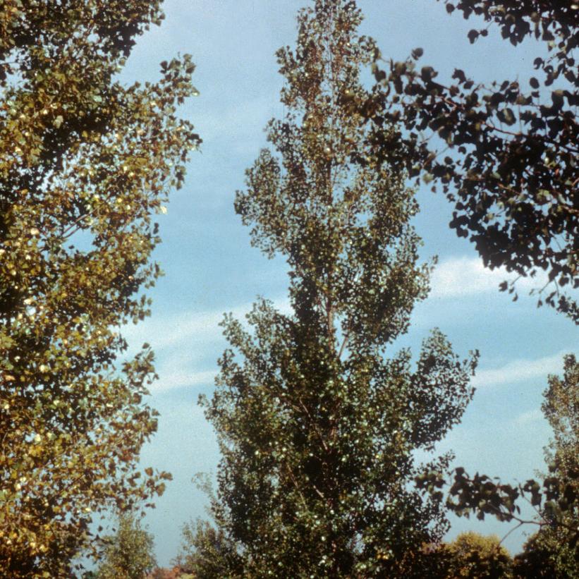 Peuplier deltoïde 'Siouxland' (Populus deltoides 'Siouxland')