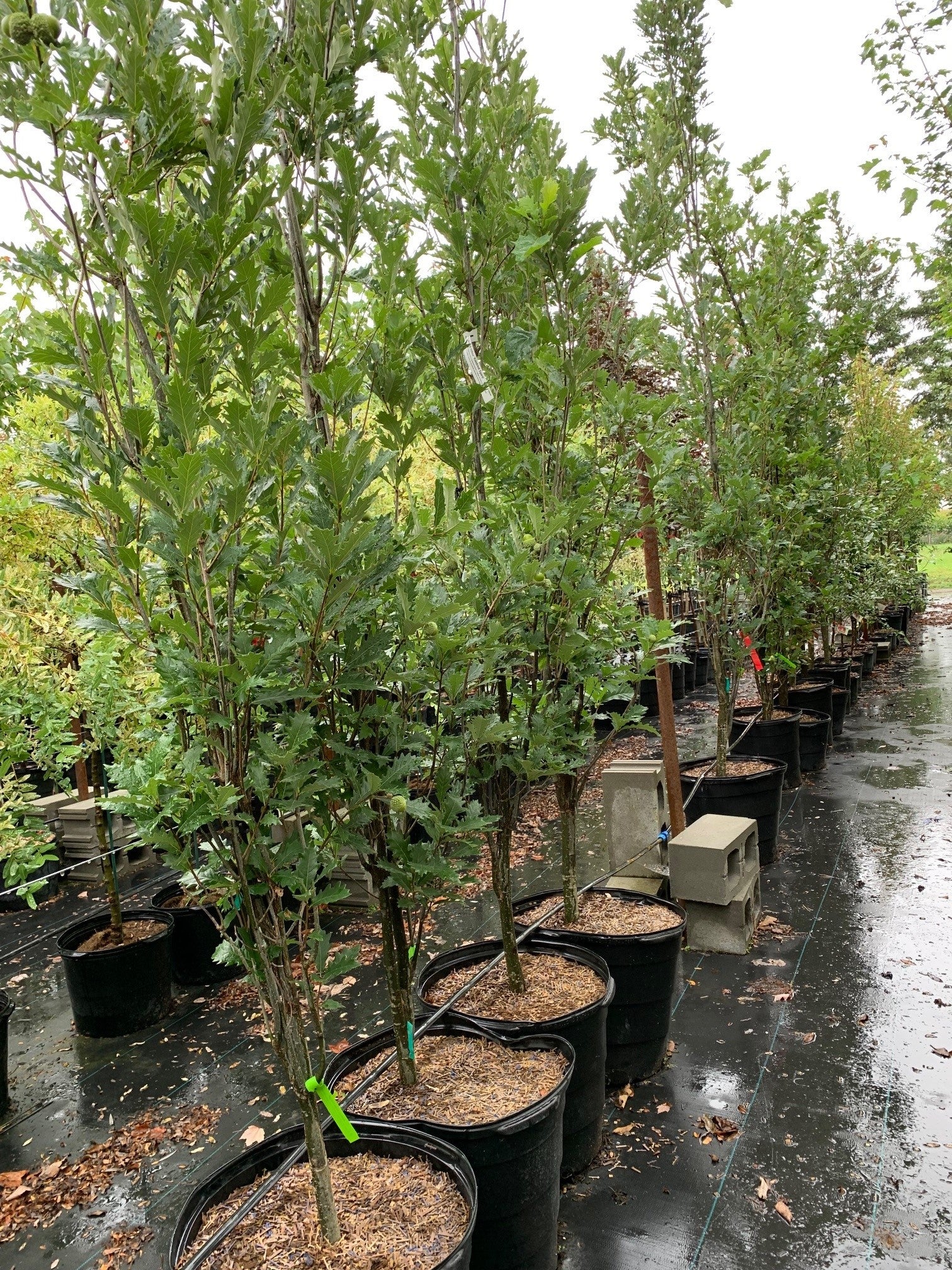 Chêne 'Kindred Spirit' (Quercus robur x bicolor 'Kindred spirit')