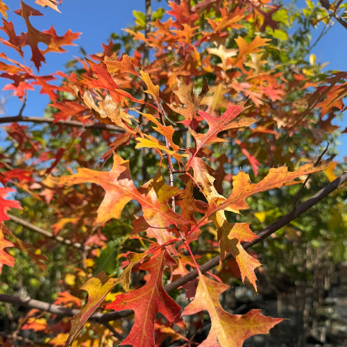 chene rouge quebec canada