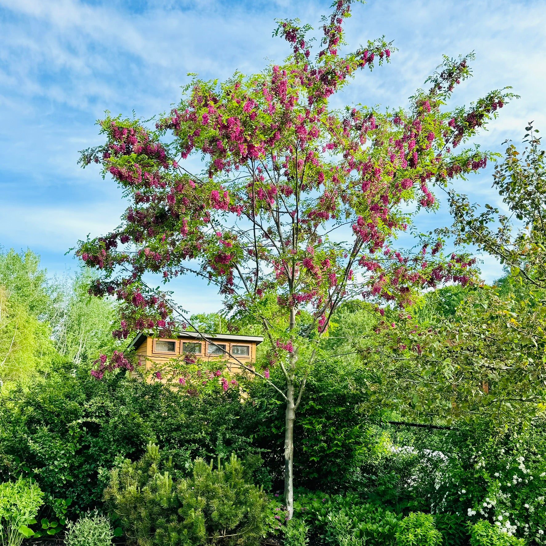 Robinia pseudoacacia 'Purple Robe' (Robinier faux-acacia ‘Purple Robe’)