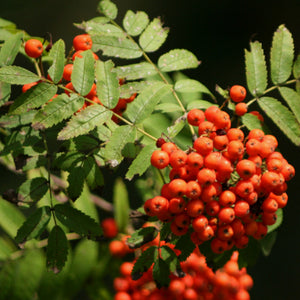 Sorbier des oiseaux_fruit_quebec