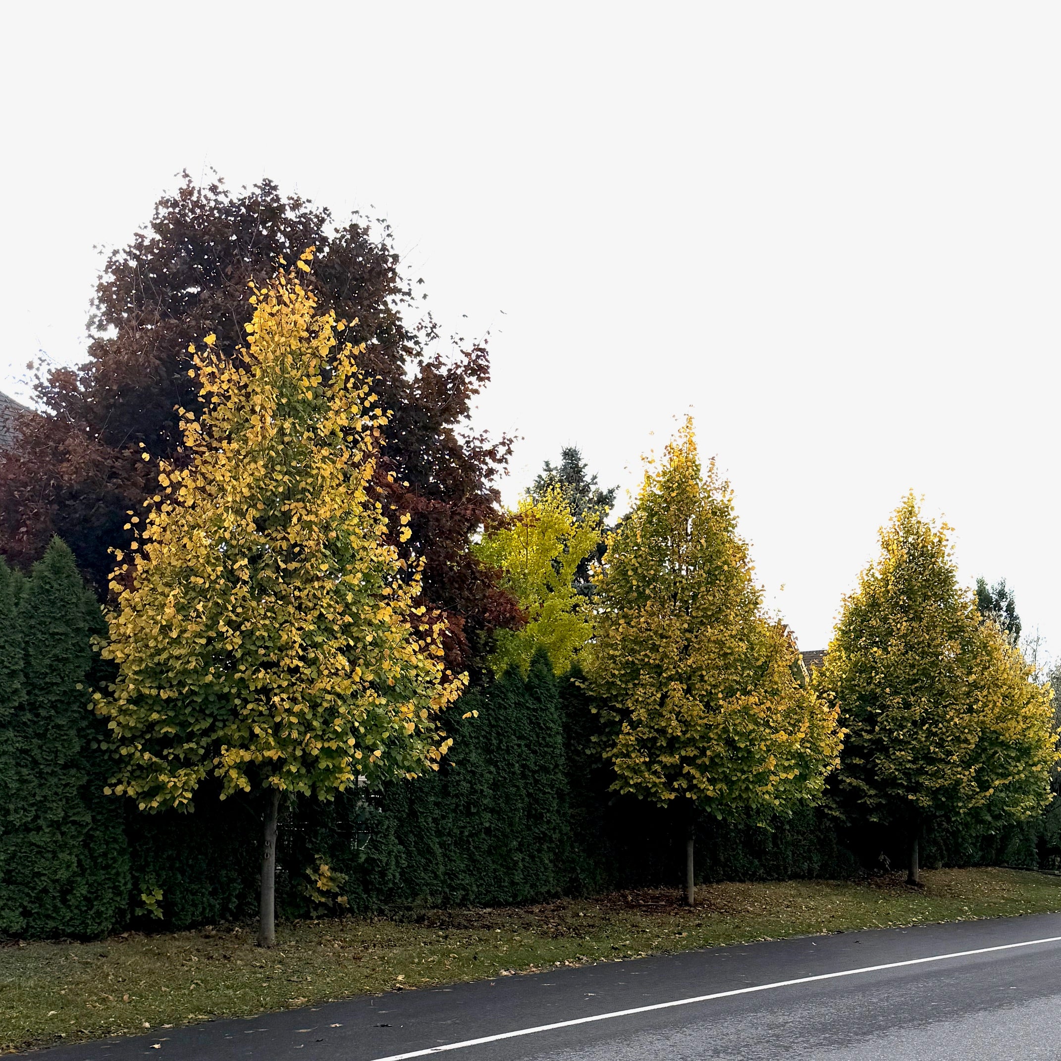 Tilleul européen ‘Wratislaviensis’ (Tilia × europaea ‘Wratislaviensis’)