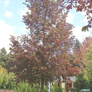 @Morton Arboretum