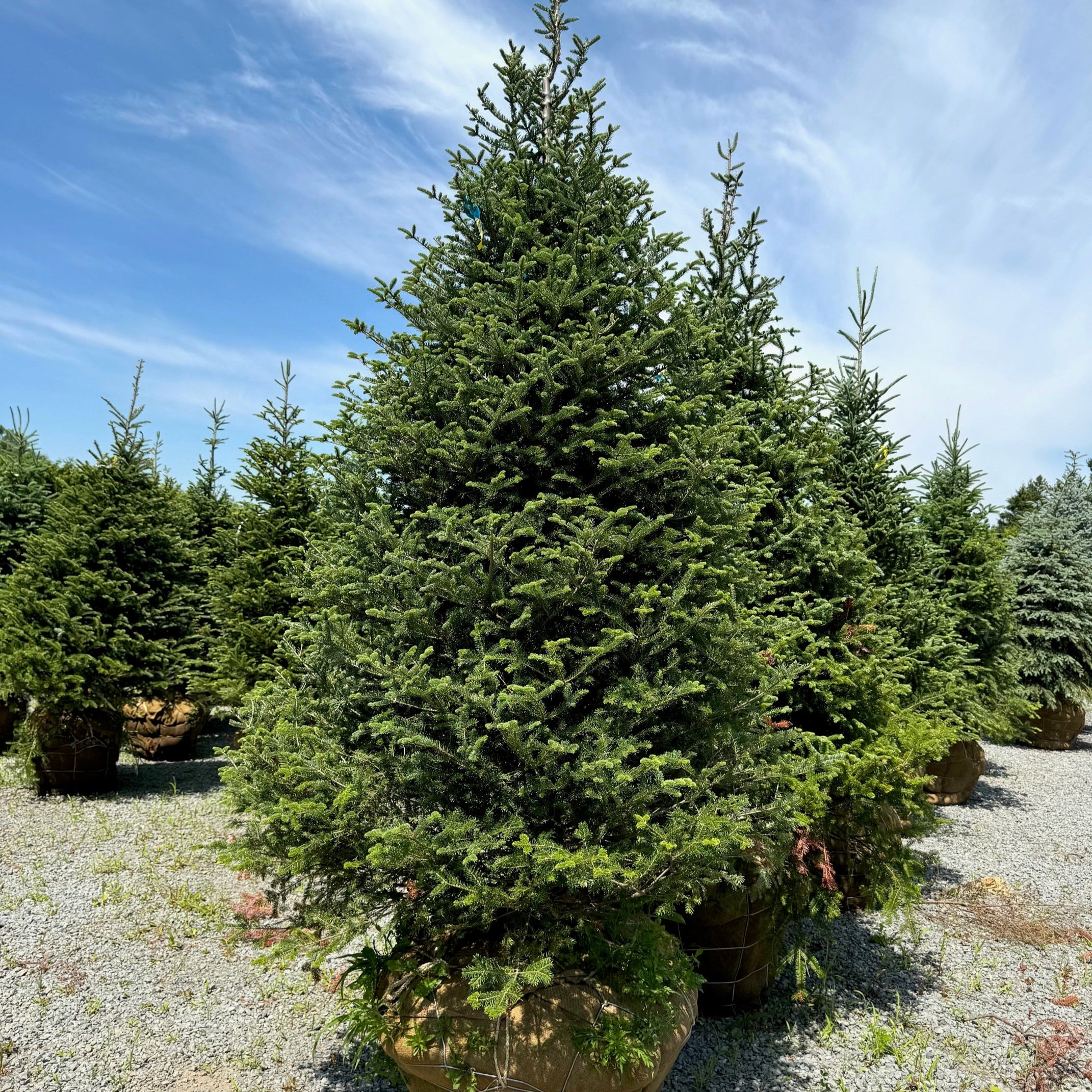 Abies balsamea Sapin baumier Québec