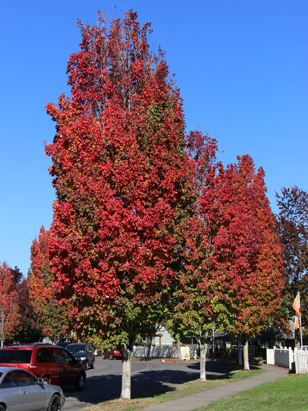 Érable rouge ‘Bowhall’ (Acer rubrum 'Bowhall')