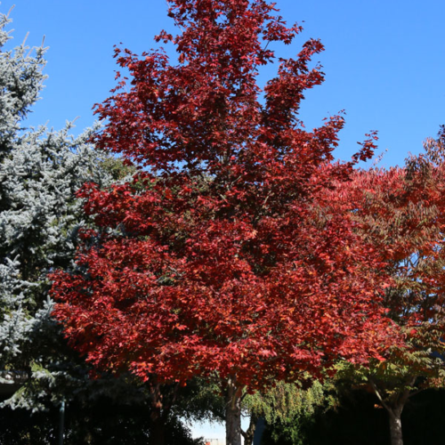 erable crimson sunset en automne
