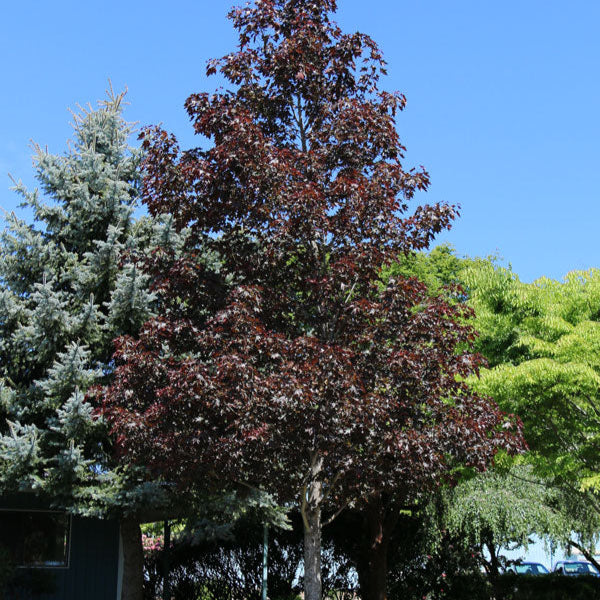 Érable hybride ‘Crimson Sunset’ (Acer x 'Crimson Sunset')