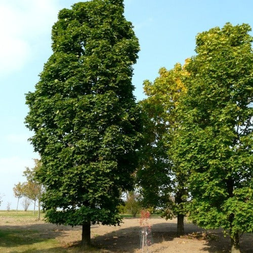 Érable de Norvège ‘colonnaire’ (Acer platanoides 'Columnare')