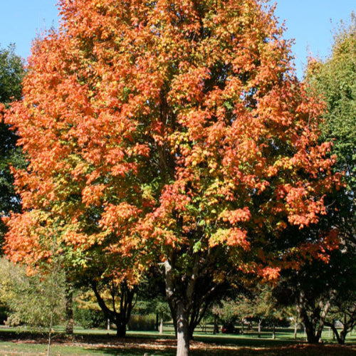 Érable noir ‘Green column’ (Acer nigrum 'Green column')