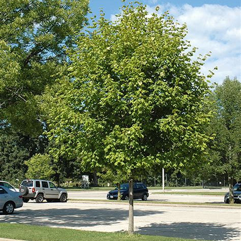 Érable noir ‘Green column’ (Acer nigrum 'Green column')