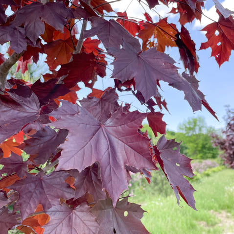 Erable_de_Norvege_Royal_Red
