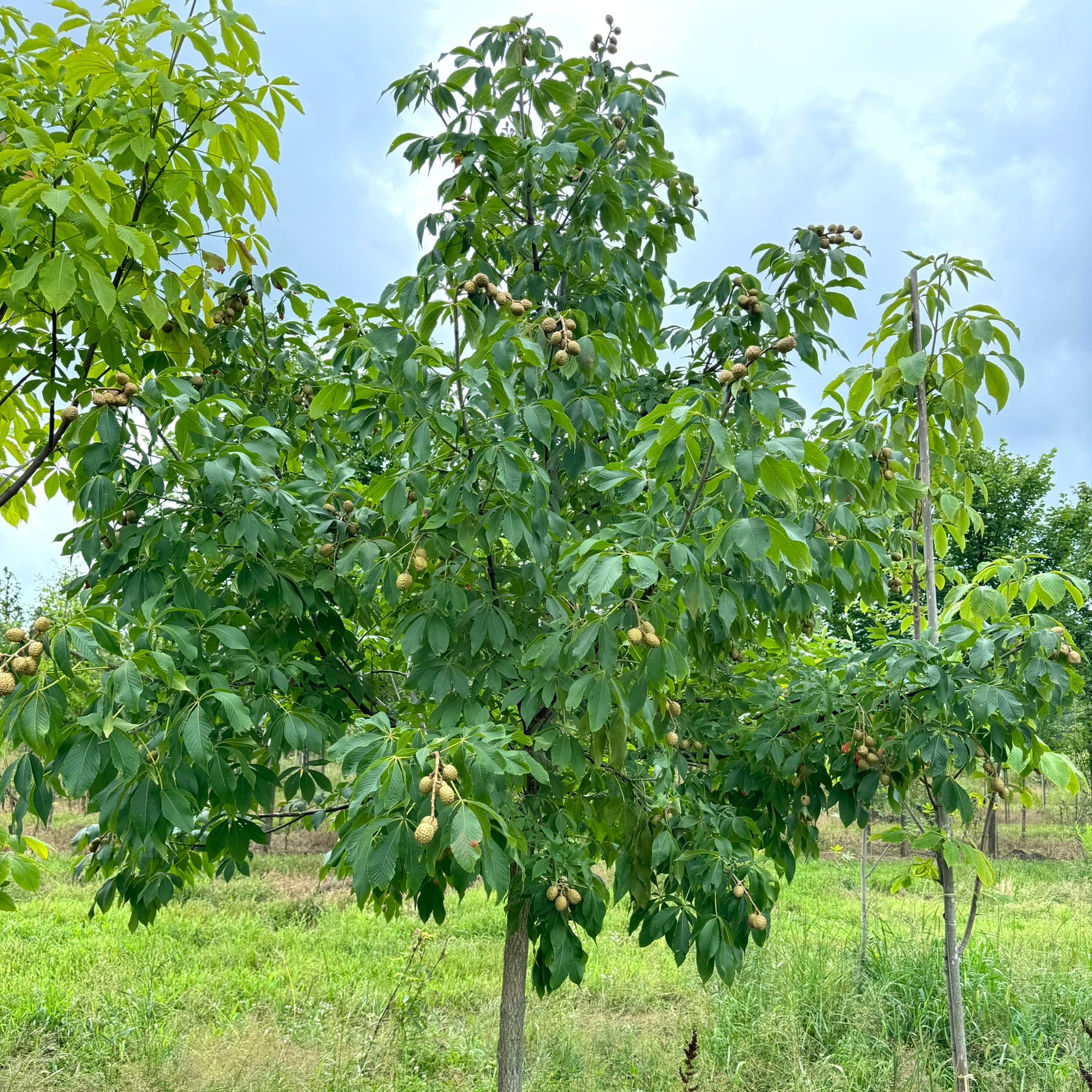 Marronnier glabre (Aesculus glabra)