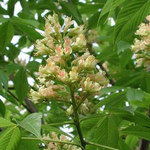 Marronnier ‘Autumn Splendor’ (Aesculus x arnoldiana 'Autumn Splendor')