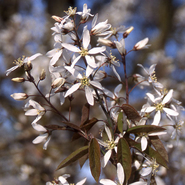 Fleur amelanchier princess diana Quebec