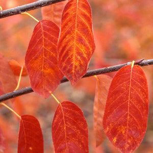 Feuillage automne amelanchier princess diana Quebec