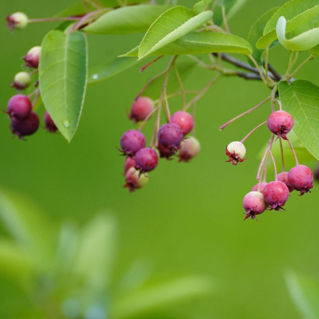 baies amelanchier du canada Quebec