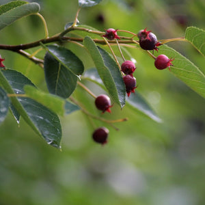 fruit amelanchier Canada serviceberry