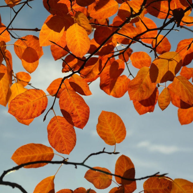 amelanchier automne quebec