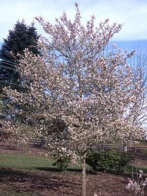 Princess Diana Serviceberry Quebec Canada