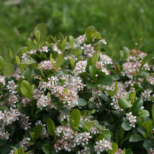 Aronia melanocarpa 'Low Scape Mound' (Aronie à gros fruits ‘Low Scape Mound')