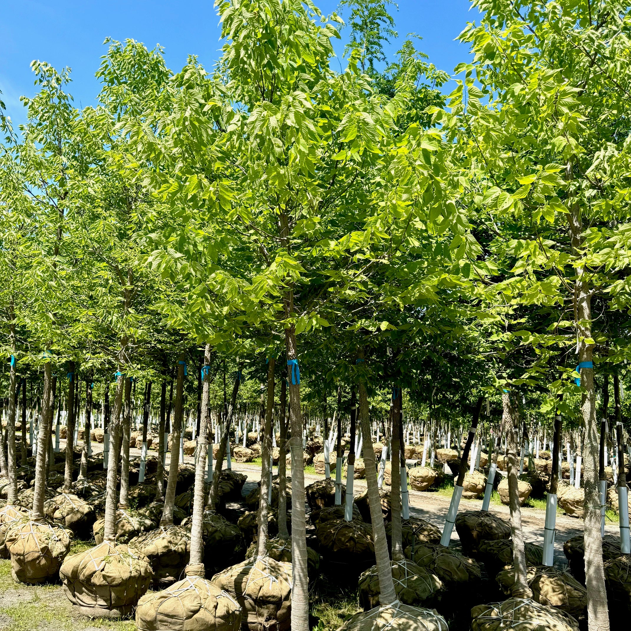 Micocoulier occidental - Northern Hackberry - Celtis occidentalis - panier de broche - gros format