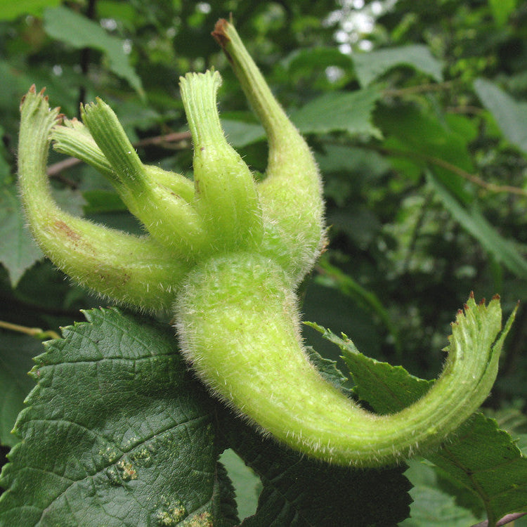 Corylus cornuta (Noisetier à long bec)