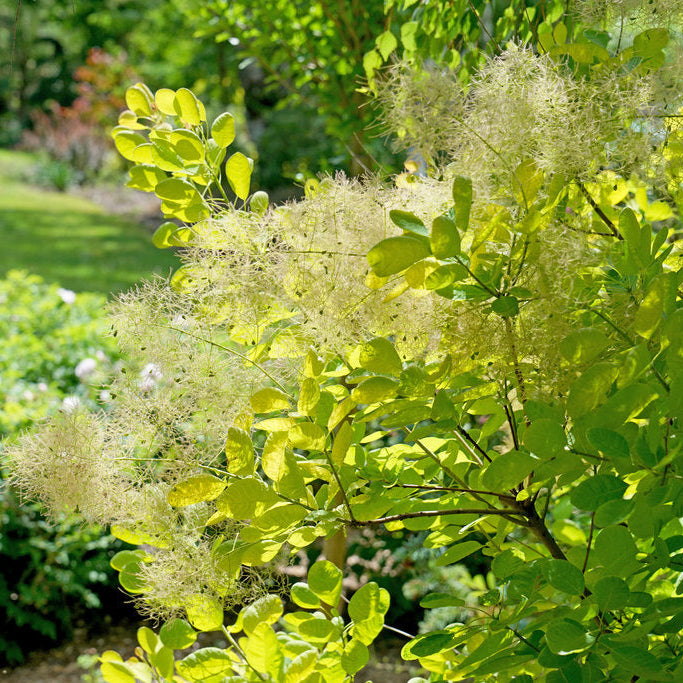 Cotinus coggygria 'Winecraft Gold' (Arbre à perruque ‘Winecraft Gold’)