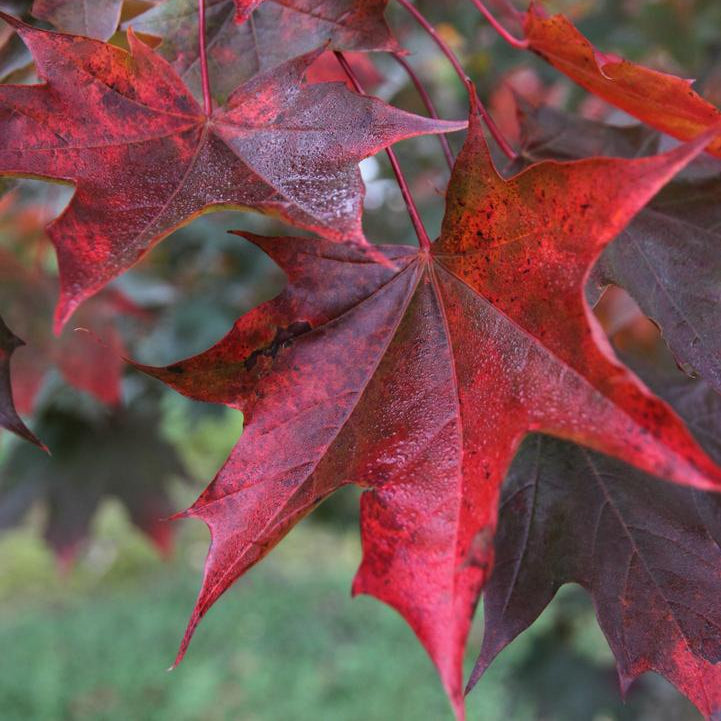 Érable hybride ‘Crimson Sunset’ (Acer x 'Crimson Sunset')