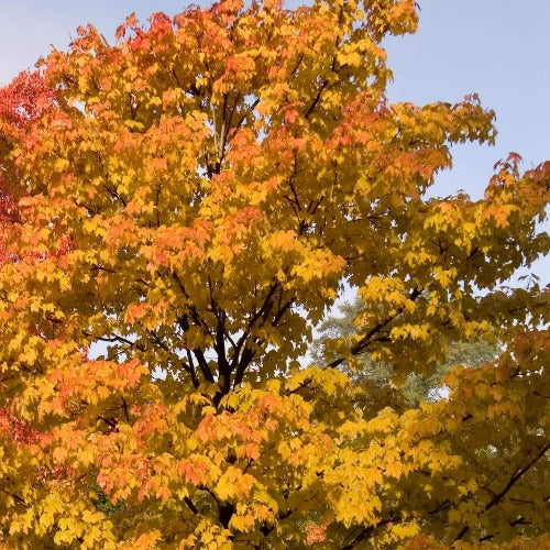 Érable de Norvège ‘Emerald Lustre’ (Acer platanoides 'Emerald Lustre')