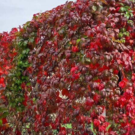 Parthenocissus quinquefolia 'Engelmannii' (Vigne vierge ‘Engelmanii’)