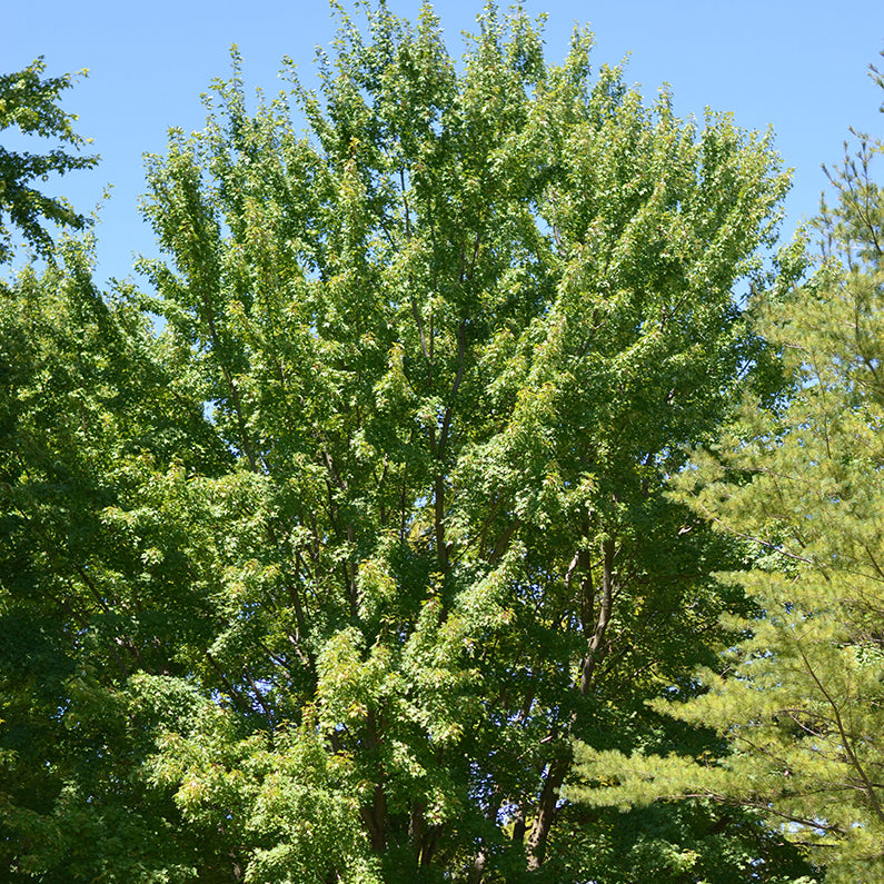 Érable argenté (Acer saccharinum)