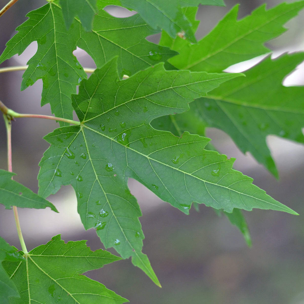 Érable argenté (Acer saccharinum)