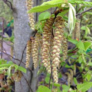 Charme commun fastigié (Carpinus betulus fastigiata)