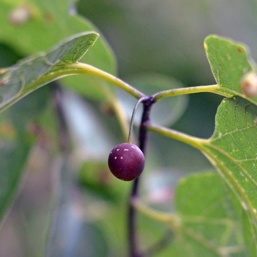 Fruit celtis occidentalis - Fruit micocoulier occidental - Northern Hackberry Fruit