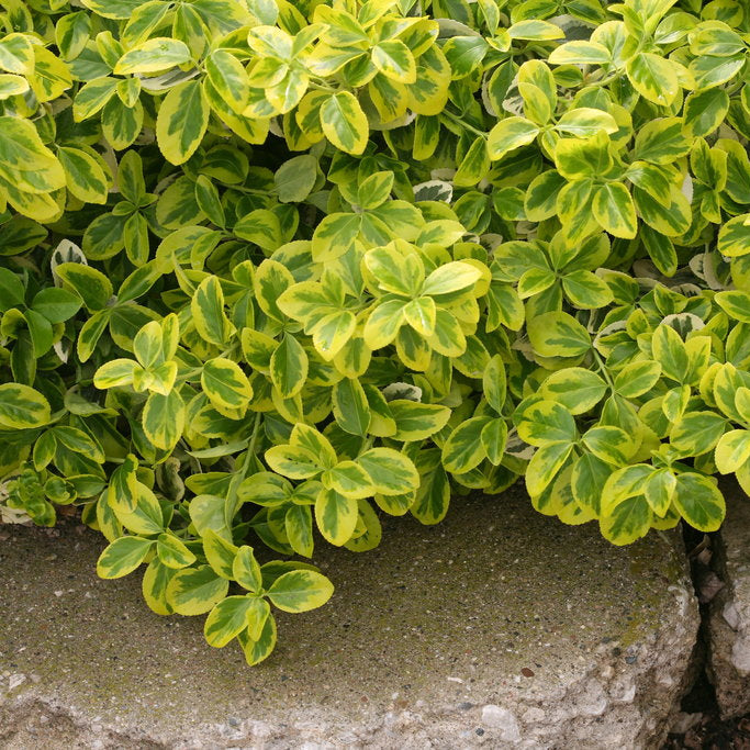 Euonymus fortunei 'Gold Splash' (Fusain de Fortune 'Gold Splash')
