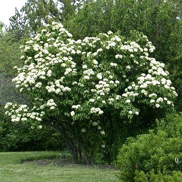 Viburnum lentago (Viorne)