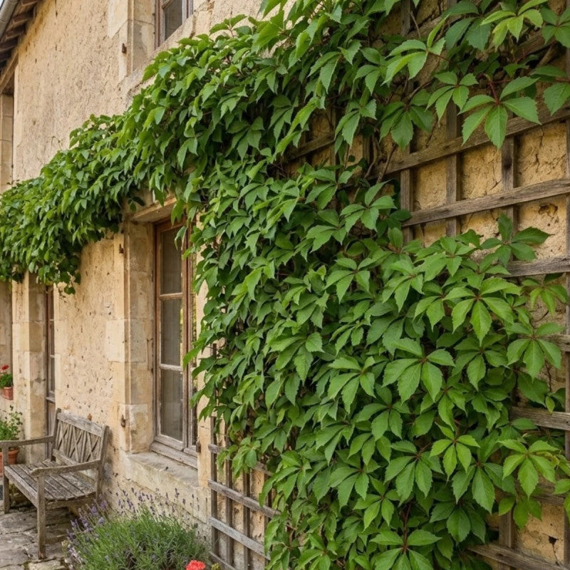 Parthenocissus quinquefolia 'Engelmannii' (Vigne vierge ‘Engelmanii’)