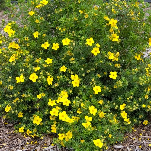 Potentilla fruticosa 'Gold Finger' (Potentille 'Gold Finger')