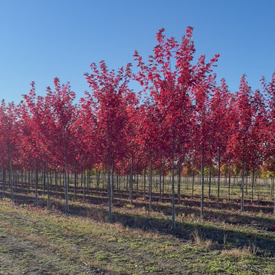 Érable 'Autumn blaze' chez le producteur - Québec