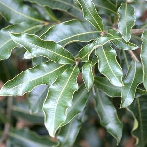 Chêne à feuilles imbriquées (Quercus imbricaria)