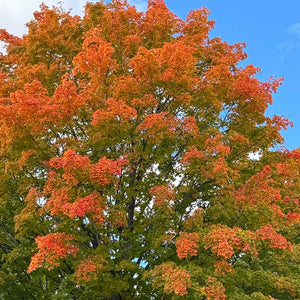 Érable à sucre | Acer saccharum | Sugar Maple  Autumn Season