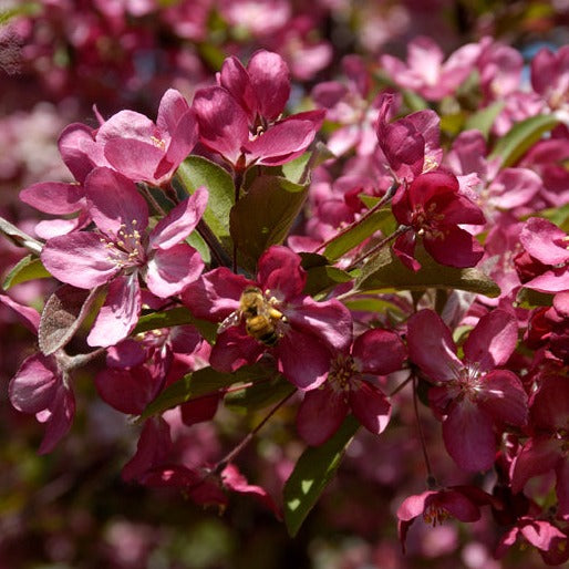 Pommetier 'Robinson' (Malus 'Robinson')