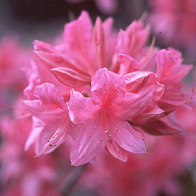 Azalea 'Rosy Light' (Azalée ‘Rosy Lights’)