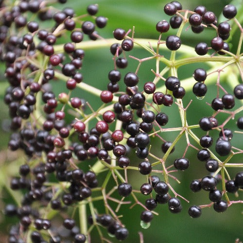 Sambucus canadensis (Sureau du Canada)