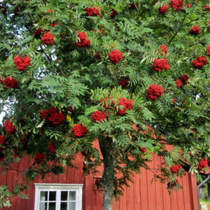 Sorbus aucuparia_arbre entier_été