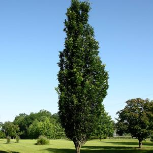 Quercus robur 'Crimson spire' (Chêne ‘Crimson Spire’)