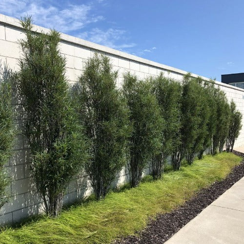 Rhamnus frangula 'Straight Line' (Bourdaine à feuilles découpées)