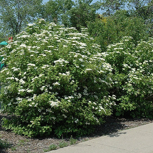 Viburnum trilobum (Viorne trilobée)