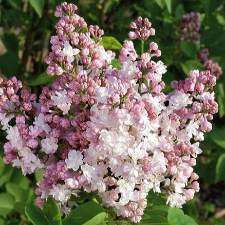 Syringa vulgaris 'Beauté de Moscou' (Lilas commun ‘Beauté de Moscou’)