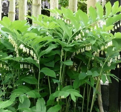 POLYGONATUM giganteum Sceau de Salomon géant